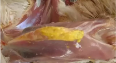 現(xiàn)在青年雞最嚴(yán)重的是什么？