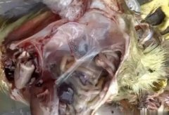 黃病毒在南方各個地區(qū)多發(fā)，這里帶你了解黃病