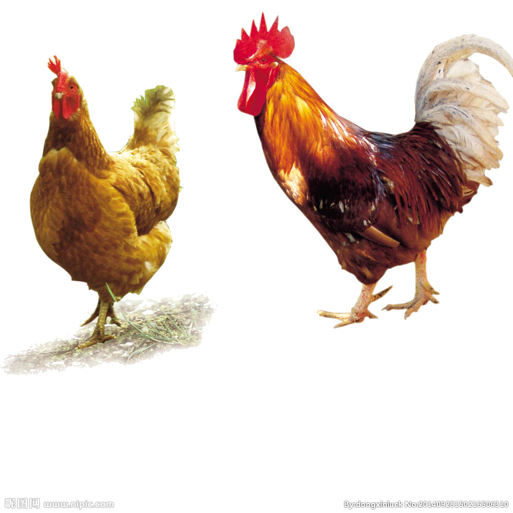  提高肉鴨養(yǎng)殖效益！這八個飼養(yǎng)管理要注意了?。夹g(shù)） 